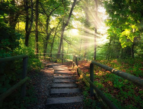 Reversing Biological Age Naturally